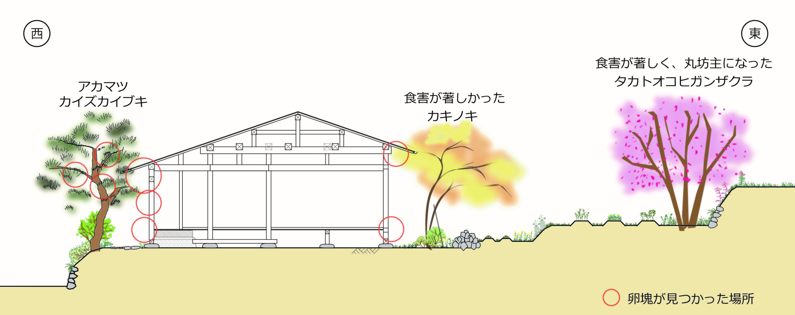 続報 大量発生のマイマイガ 卵塊駆除編 Tonzako Com