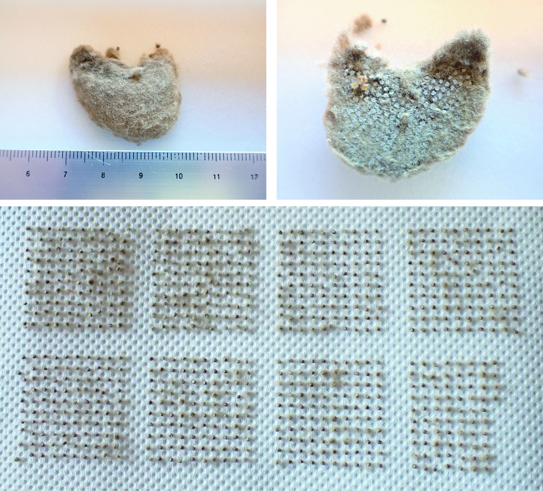 続報 大量発生のマイマイガ 卵塊駆除編 Tonzako Com